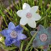 Blumen, winterhart, verschiedene Grössen und Farben